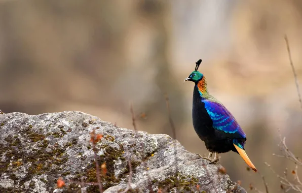 Птица, фазан, Непал, Национальный парк Сагарматха, гималайский монал
