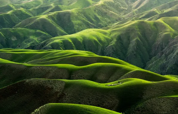 Картинка горы, холмы, стадо, grassland, отара, травянистые сообщества