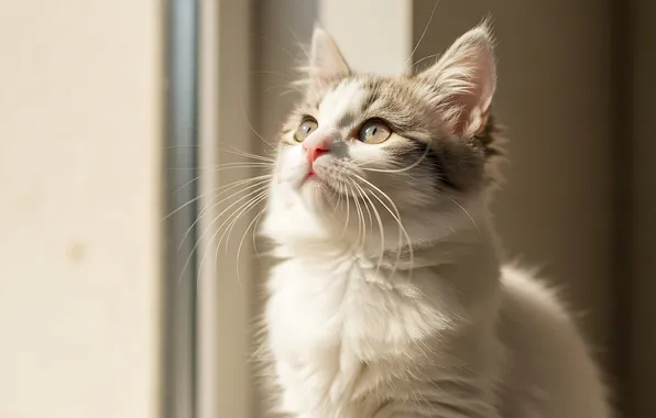 Кошка, свет, поза, котенок, окно, мордашка, смотрит вверх, белый с серым