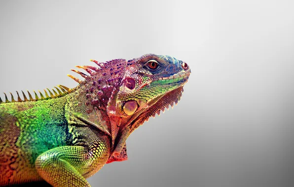 Colorful, animals, lizards