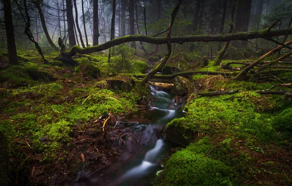Forest, fog, plants, stream, moss