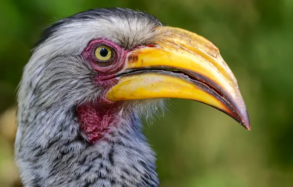 Ugly, beak, piercing eyes, big bird