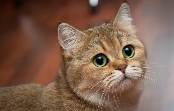 Кошка, кот, взгляд, поза, портрет, мордашка, коричневый, зеленые глаза