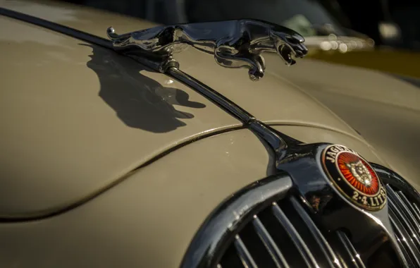 Jaguar, капот, эмблема, автомобиль, бежевый