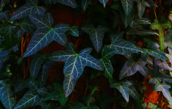 Leaf, plant, ivy