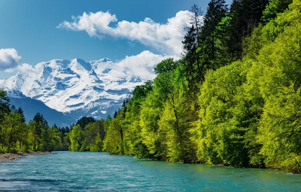 Картинка зелень, лес, небо, солнце, облака, деревья, горы, река