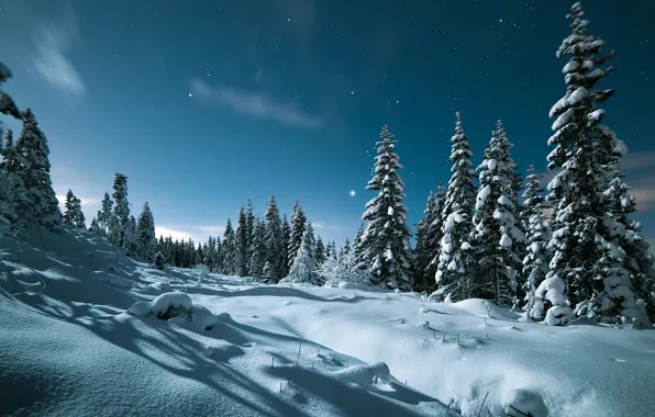Картинка зима, небо, снег, деревья, пейзаж, природа, звёзды, вечер