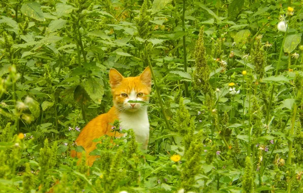 Кошка, трава, кот, зеленая трава, широкоформатные, background, обои на рабочий стол, полноэкранные