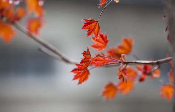 Картинка листья, ветки, боке