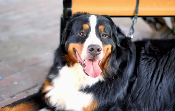 Dog, animal, pet