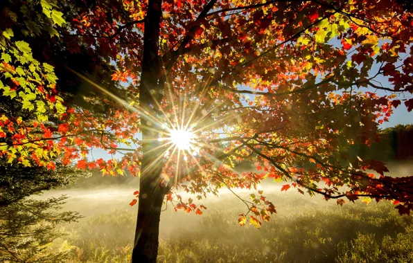 Картинка осень, свет, дерево