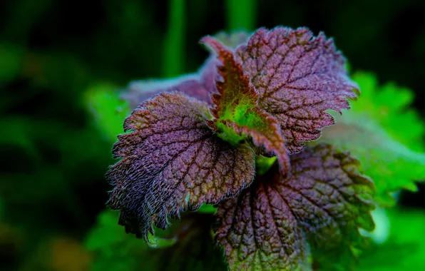 Spring, leaf, plant