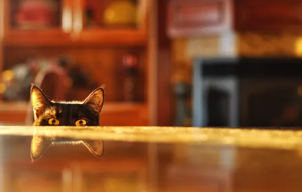 Картинка кот, отражение, стол, комната, размытость, подглядывает