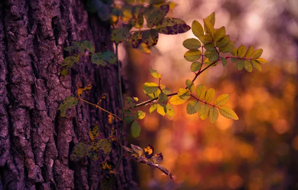 Картинка осень, свет, дерево