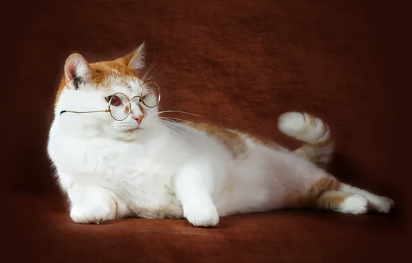 Картинка кошка, фон, очки