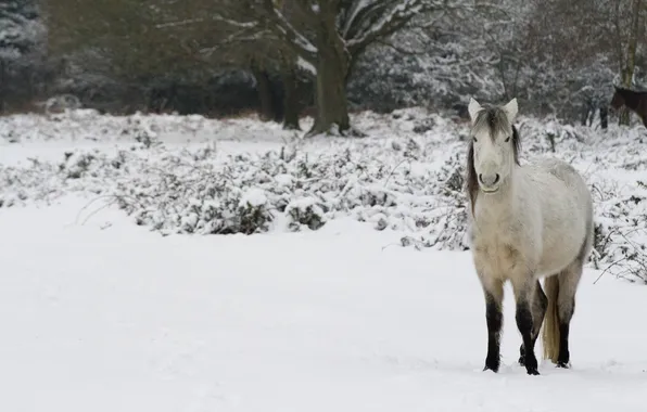 Картинка зима, снег, лошадь