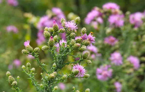 Flower, pink, meadow