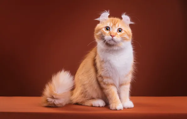Кошка, кот, взгляд, поза, котенок, лапки, пушистый, рыжий