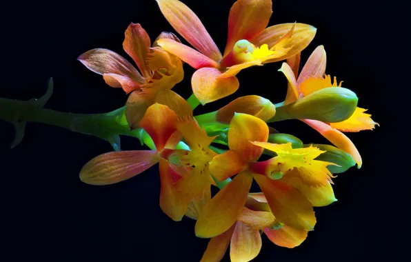 Macro, petals, bunch of flowers, exotic flowers, bloomming
