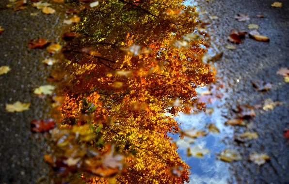 Осень, вода, макро, листва, лужа, Dave рhotography