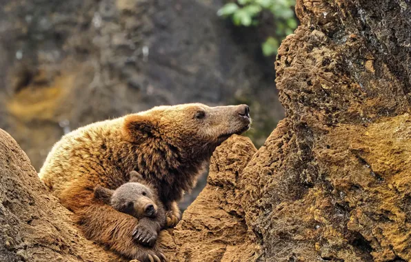 Animals, wildlife, cub, mother bear, brouwn bear