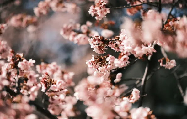 Nature, Flower, Tree, Spring, Tunafish