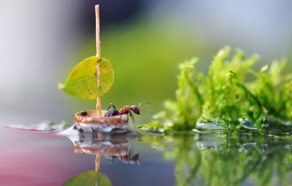 Картинка вода, макро, природа, лист, отражение, парусник, муравей, парус