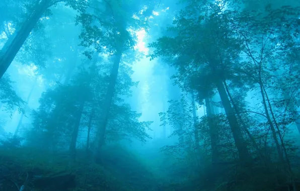 Лес, деревья, синий, туман