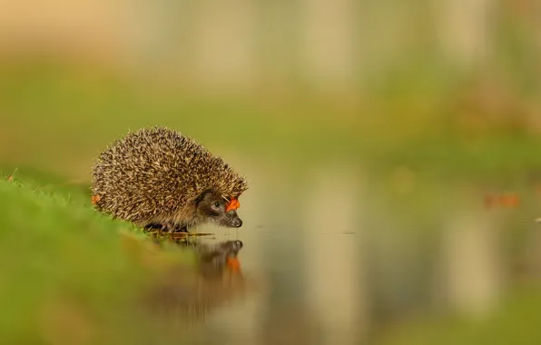 Взгляд, вода, природа, отражение, фон, листок, мордочка, ежик