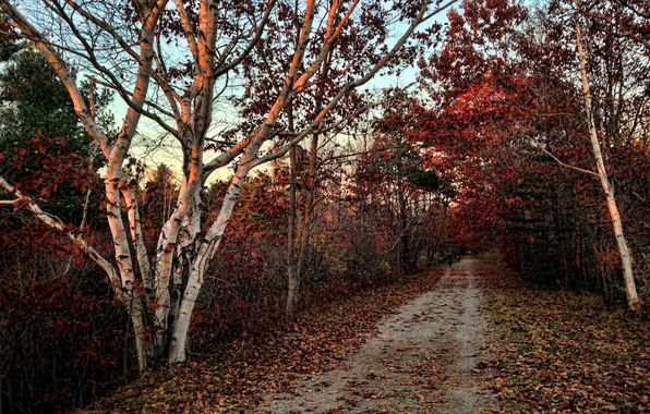 Дорога, осень, природа