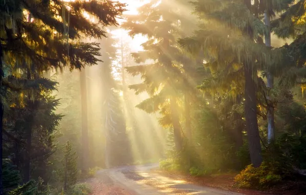 Картинка дорога, лес, свет