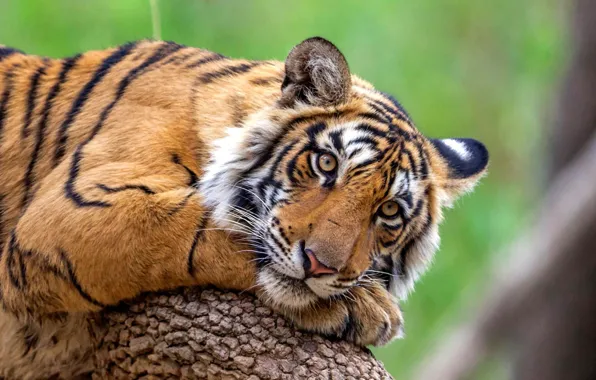 Кошка, хищник, бенгальский тигр