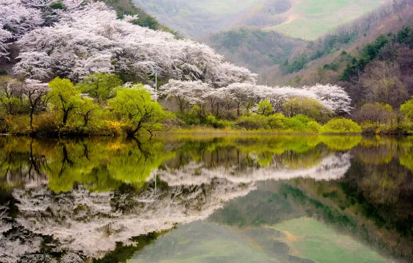 Картинка лес, вода, деревья, горы, озеро, отражение, весна, цветение