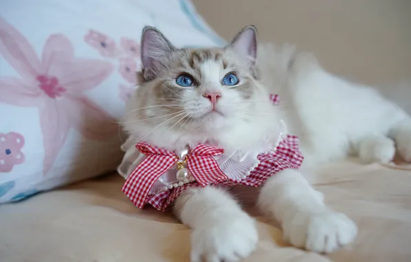 Кошка, поза, лапы, постель, лежит, голубые глаза, бант, нарядная