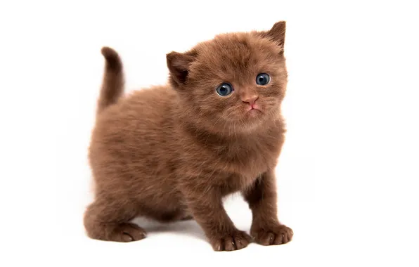 Кошка, взгляд, поза, котенок, малыш, белый фон, мордашка, коричневый