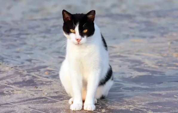 Картинка кошка, кот, сидит, бело-черная