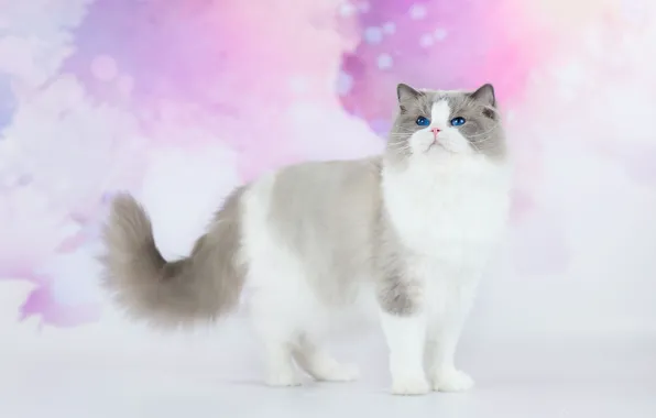 Кошка, кот, взгляд, фон, розовый, пушистый, красавчик, голубоглазый