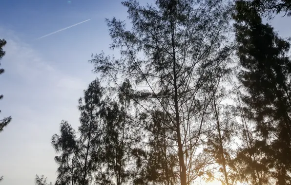 Relax, light, happy, trees, evening, scenery, spirit, hope