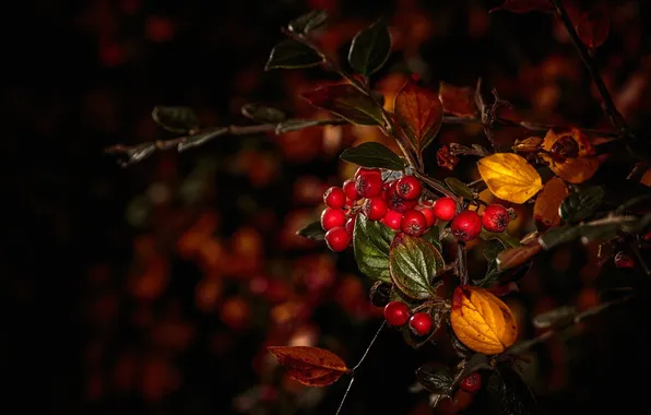 Картинка осень, листья, макро, ягоды, ветка