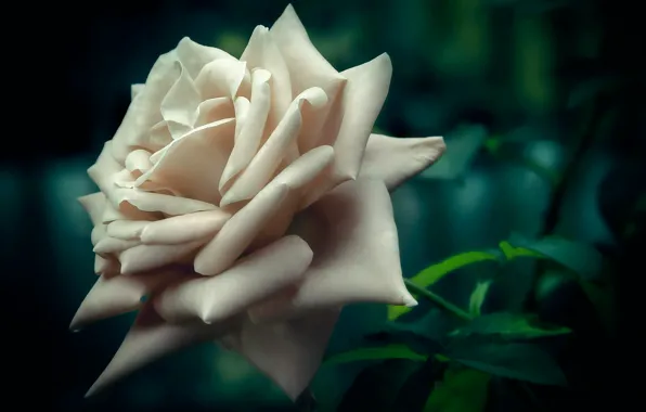 Макро, боке, белая роза
