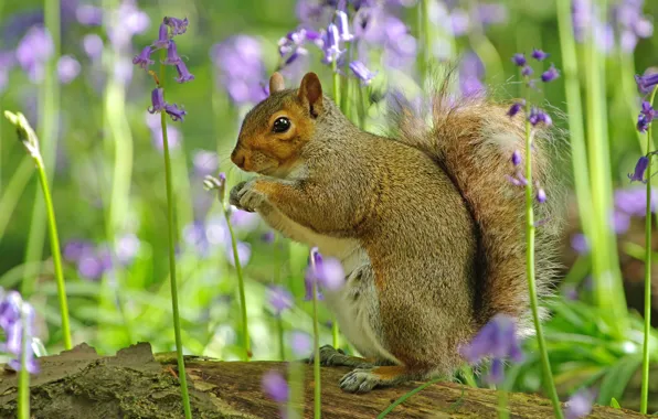 Картинка цветы, белка, бревно