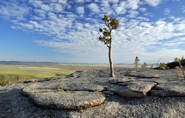 Деревья, пейзаж, горы