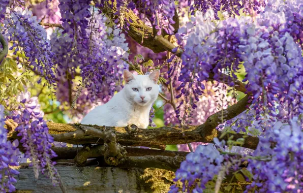 Картинка кошка, взгляд, дерево, белая, глициния, вистерия