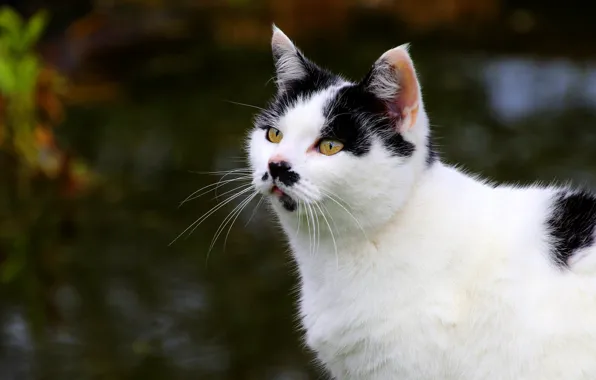 Кошка, кот, взгляд, морда, природа, темный фон, котенок, фон