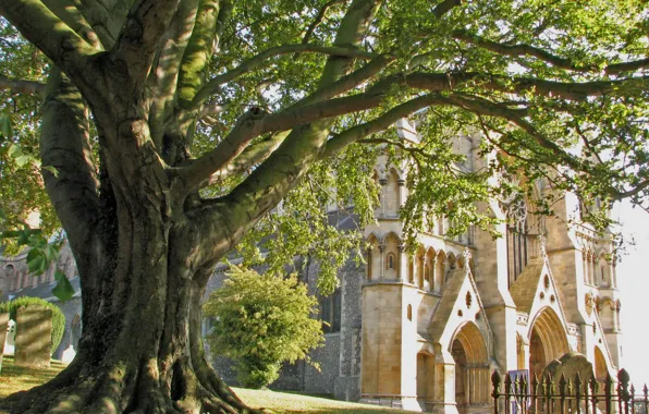 Деревья, готика, англия, церковь, собор, архитектура, Cathedral, England