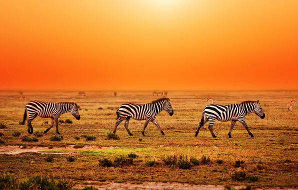 Картинка трава, закат, Африка, зебры