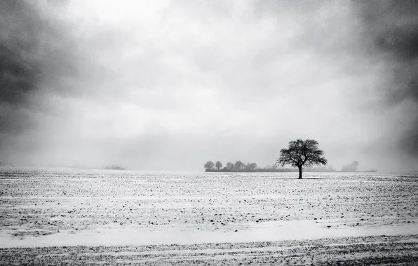 Картинка зима, снег, дерево, пустырь