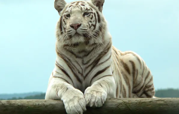 Отдых, хищник, белый тигр
