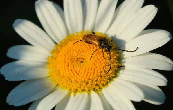White, flower, insect