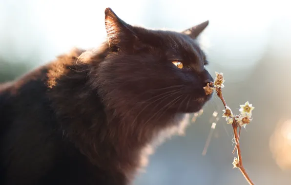 Кошка, кот, взгляд, цветы, черный, растение, портрет, стебель